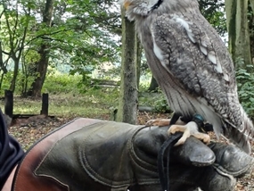 Customer Photo of Birds of Prey West Yorkshire